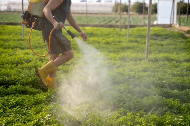 Best Wasp Removal Services  in Lattingtown, NY